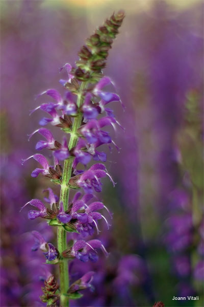 Purple Lupine by Joann Vitali