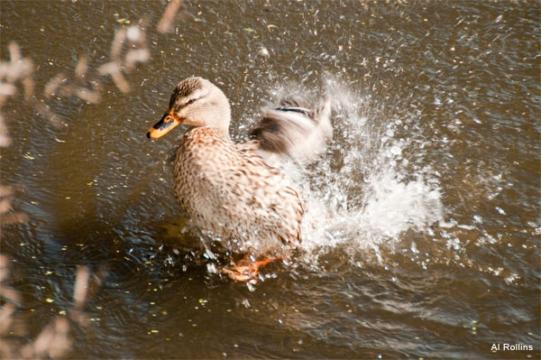 Taking My Daily Bath by Al Rollins