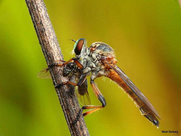 King of Flies - Robber of Life by Mark Berkery