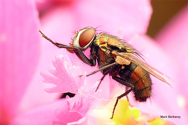 Fly On Pink by Mark Berkerey